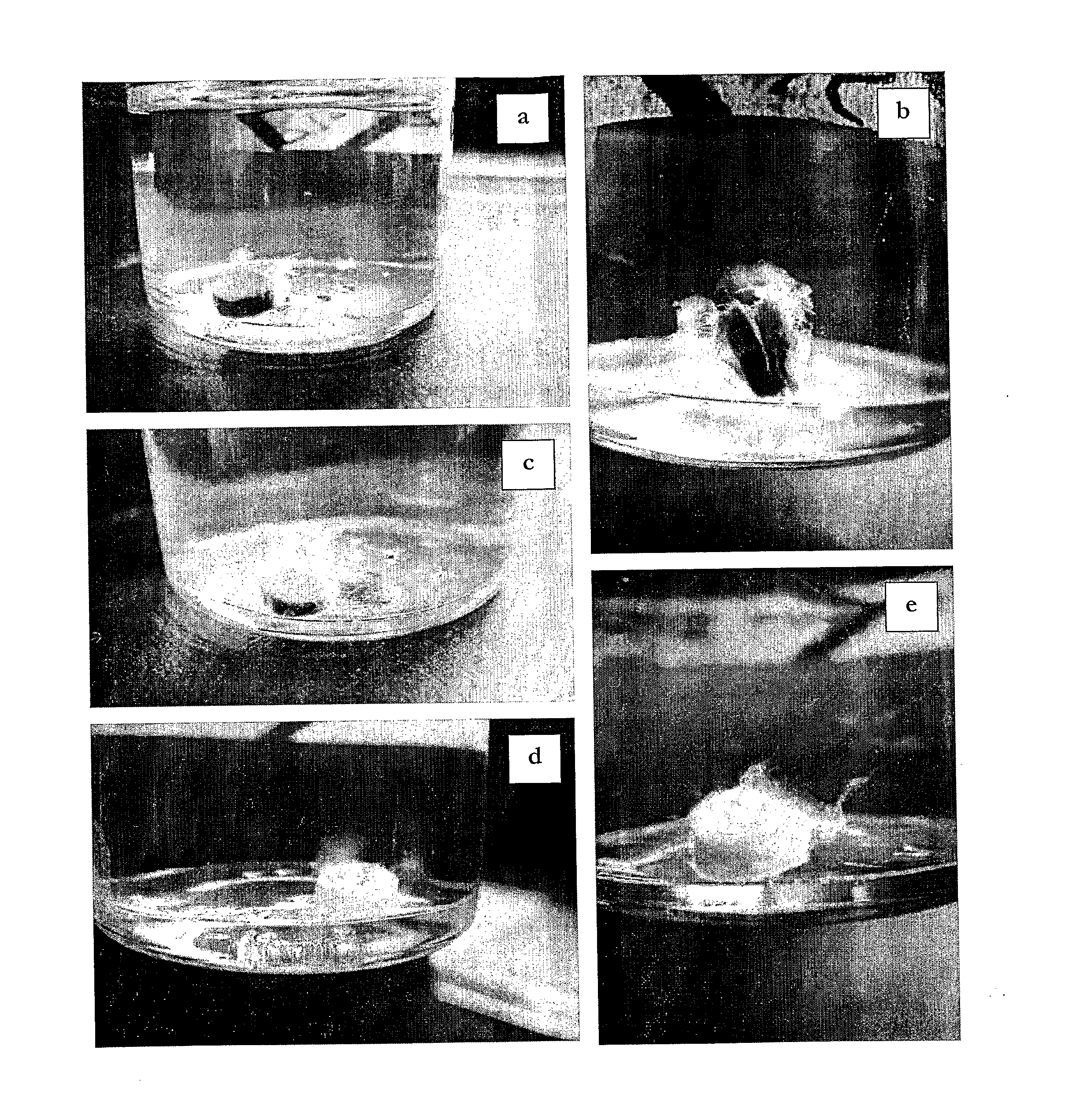 New class of chloroflexi-like thermophilic cellulose degrading bacteria