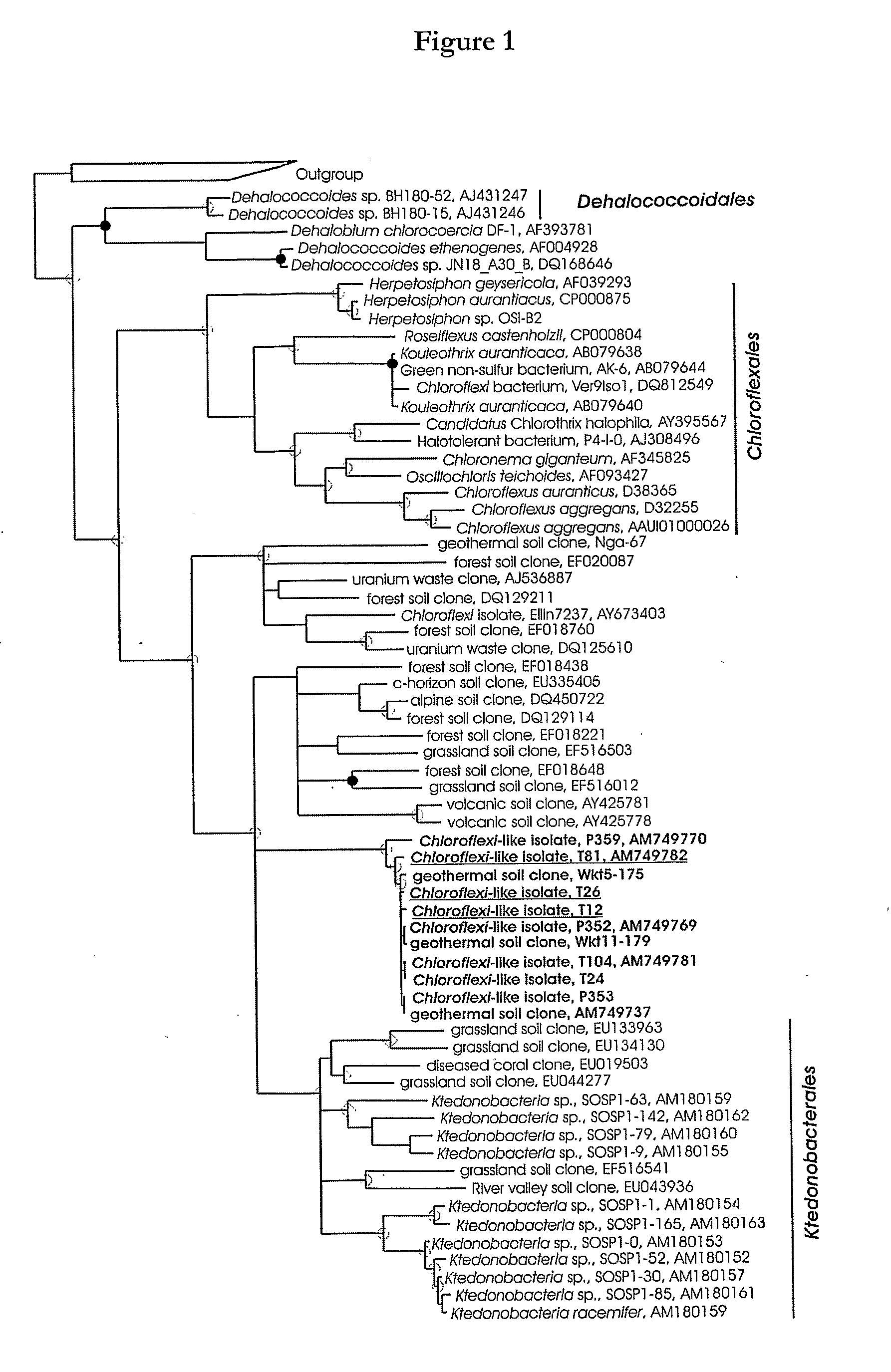 New class of chloroflexi-like thermophilic cellulose degrading bacteria