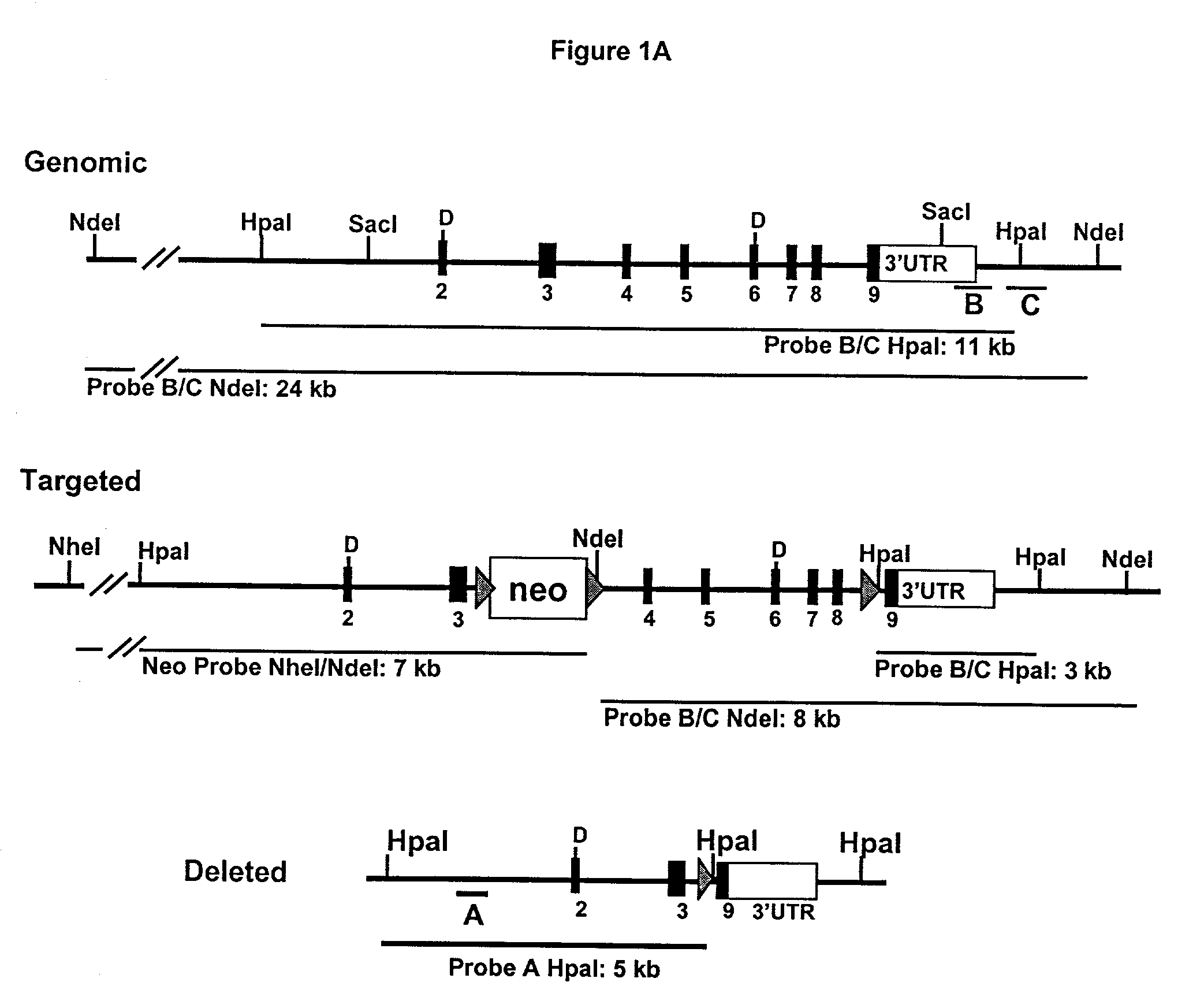 Transgenic mice knockouts of BACE-1