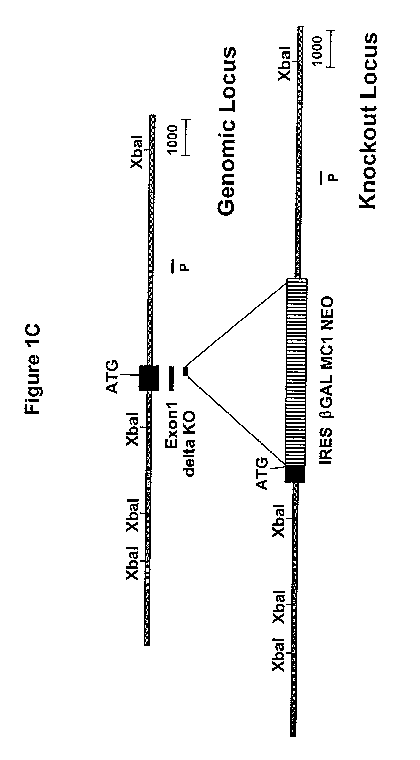 Transgenic mice knockouts of BACE-1