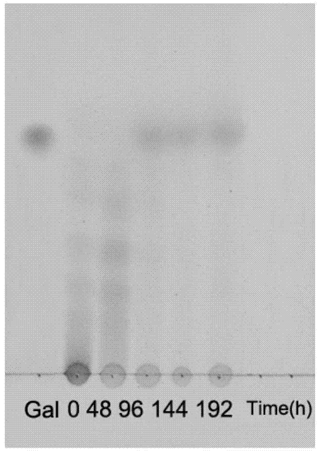 Bacteroides uniformis L8 and application thereof in degrading agar or agar oligosaccharide