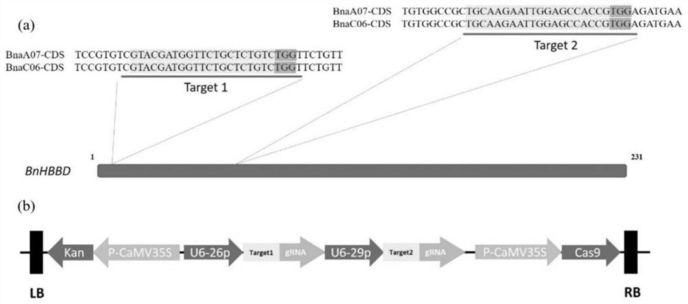 Brassica napus BnHBBD gene site-specific mutagenesis method and application