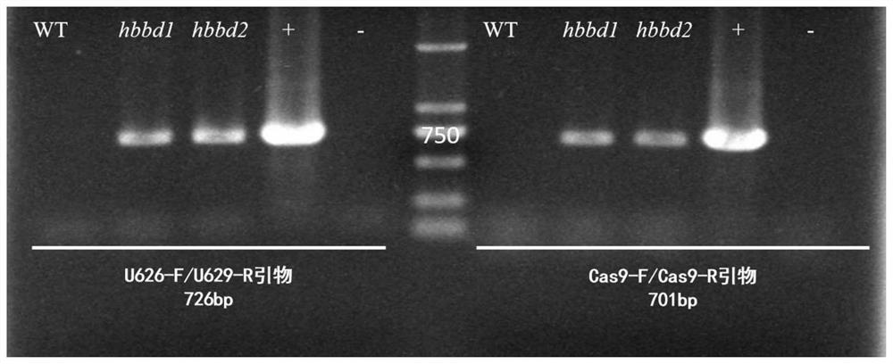 Brassica napus BnHBBD gene site-specific mutagenesis method and application