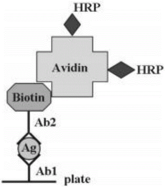 Method for quantitatively measuring Ngb (neuroglobin) with double-antibody sandwich method and application of method