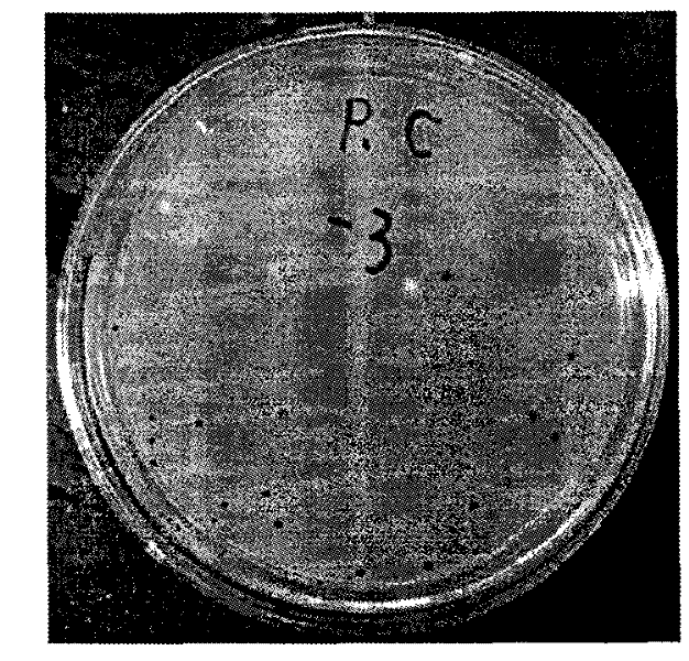 Special culture medium for strict anaerobe detection of beer