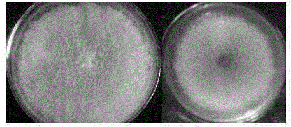 A gibberella strain and its application in the preparation of rutin and quercetin