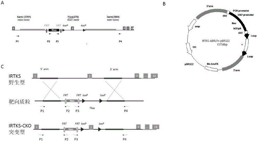 Mouse model with IRTKS gene in liver specifically eliminated as well as construction and applications of mouse model