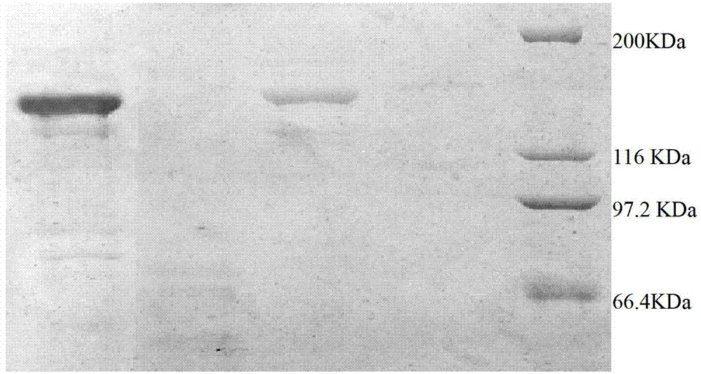 Preparation and detection methods of kit for detecting chub vitellogenin (VTG)