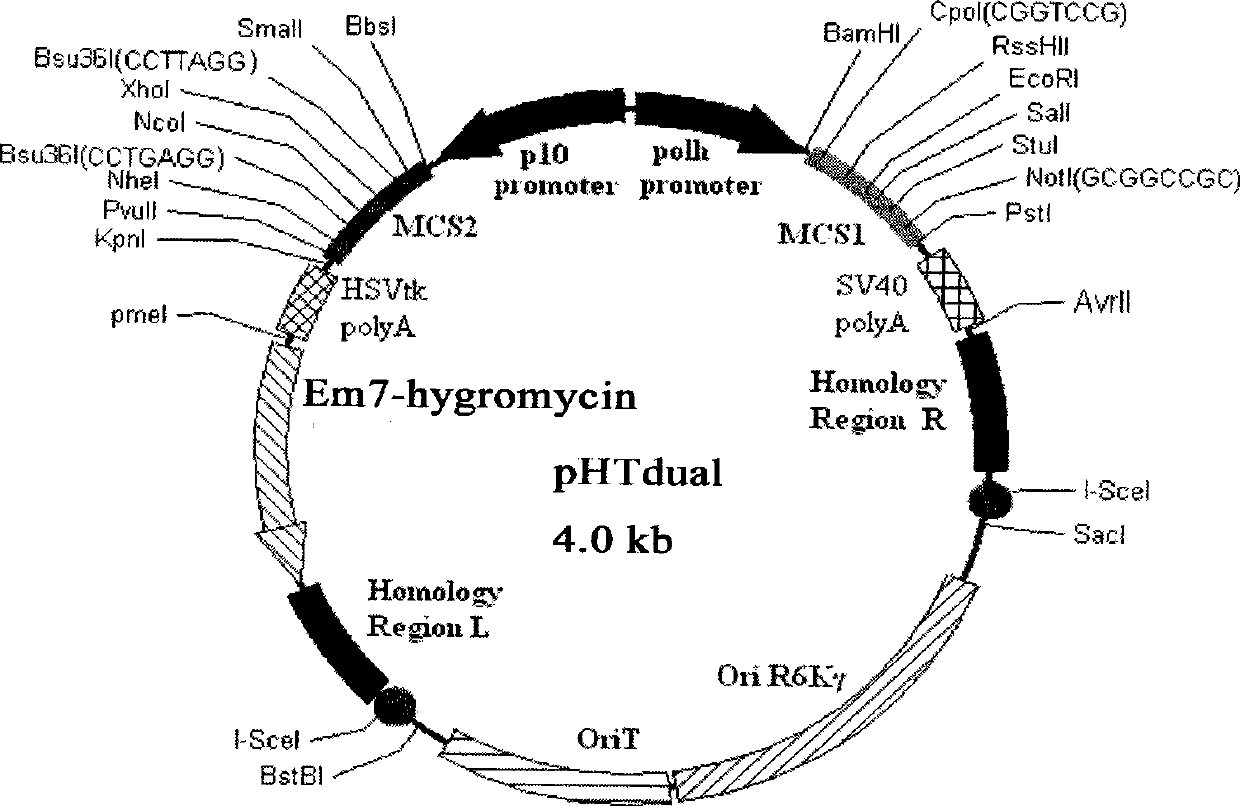 Method for easily and efficiently constructing recombinant baculovirus