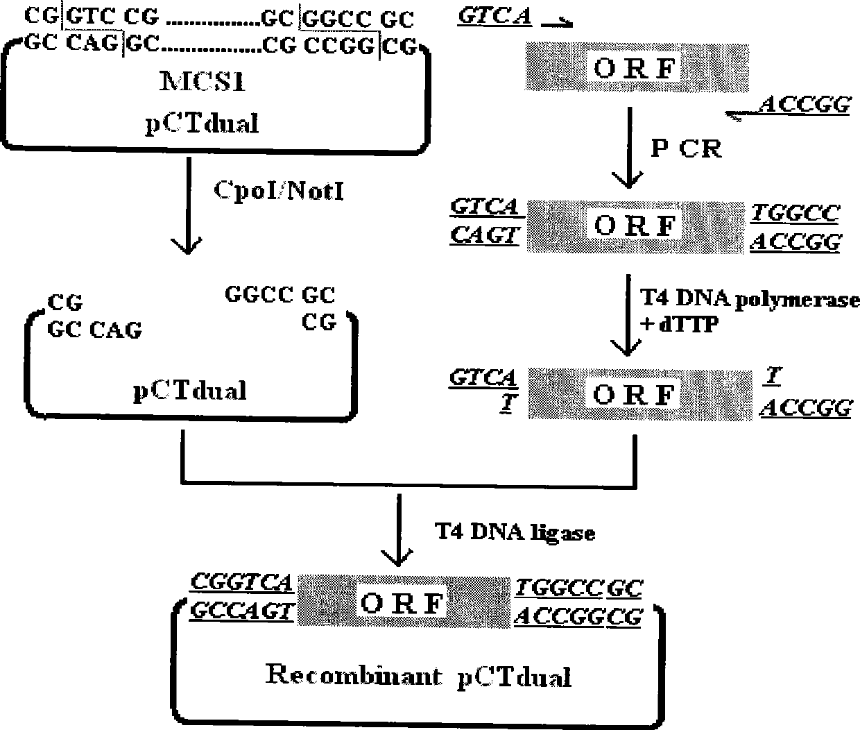 Method for easily and efficiently constructing recombinant baculovirus