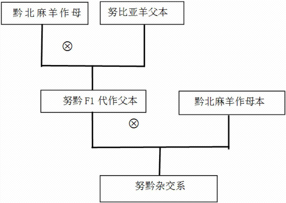 Method for cultivating goat of new variety by hybridizing qianbei ma goat and Nubian goat