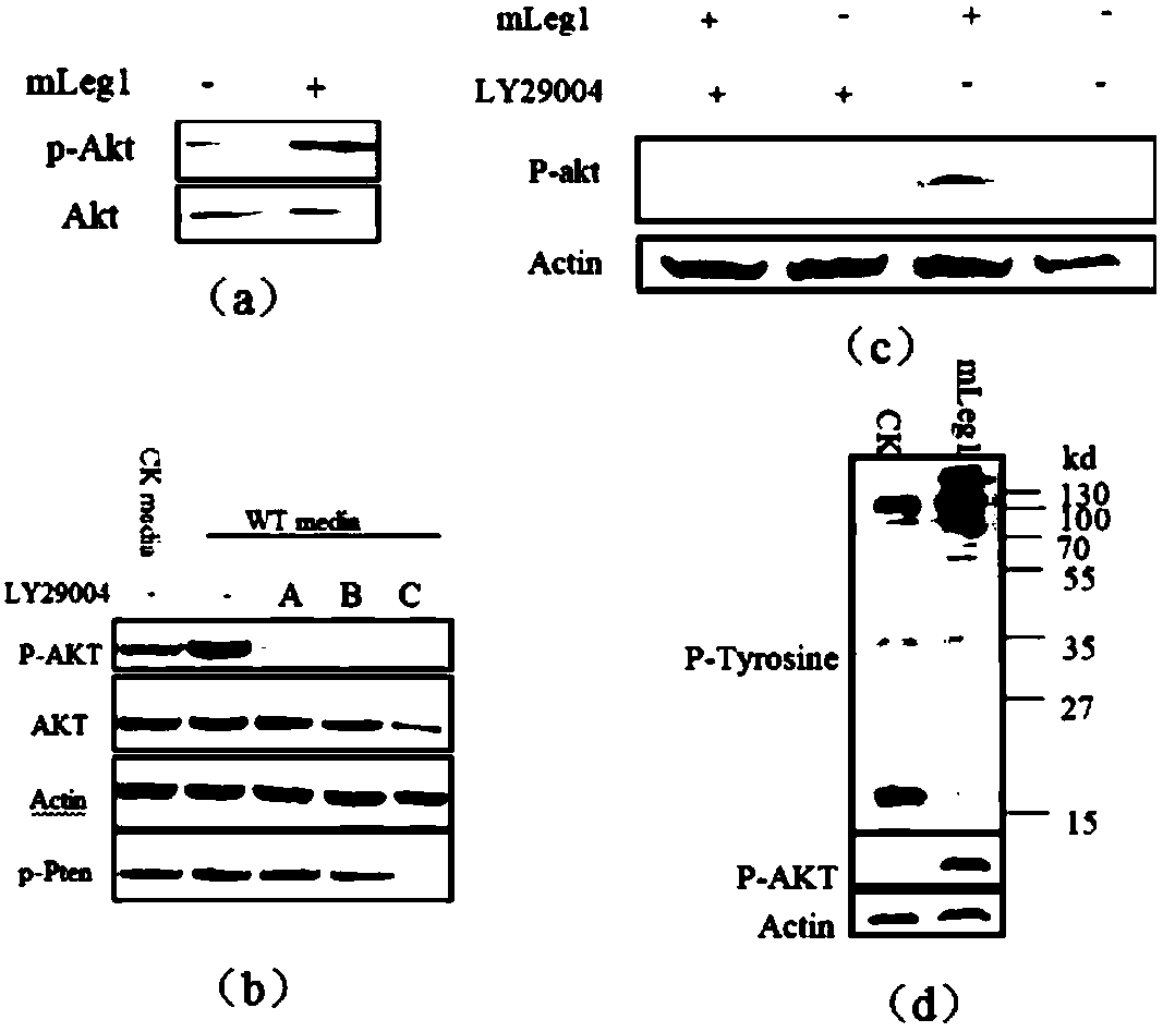 A kind of hleg1 protein and its application and medicine