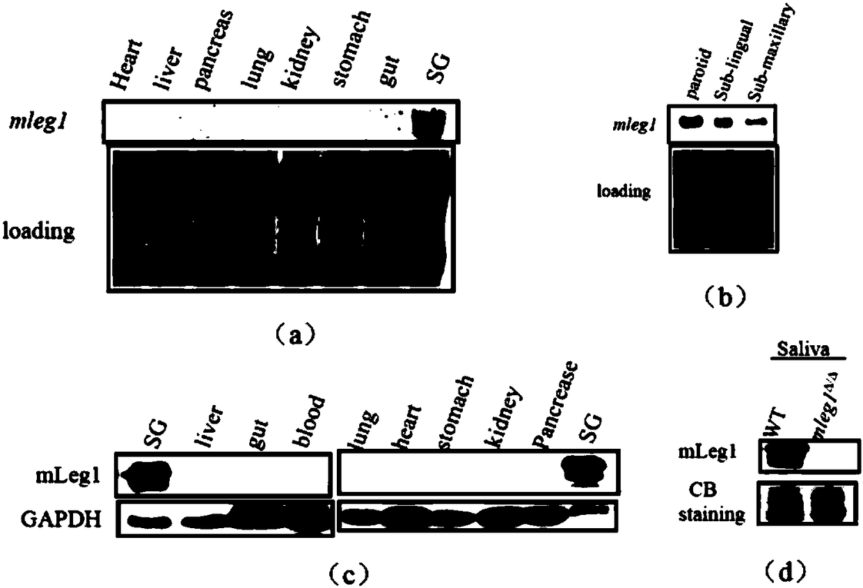 A kind of hleg1 protein and its application and medicine