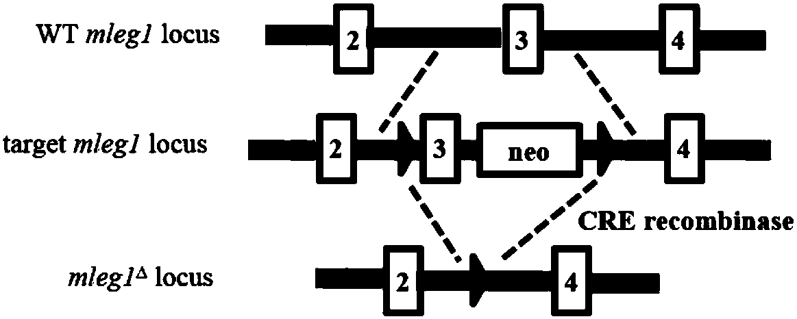 A kind of hleg1 protein and its application and medicine