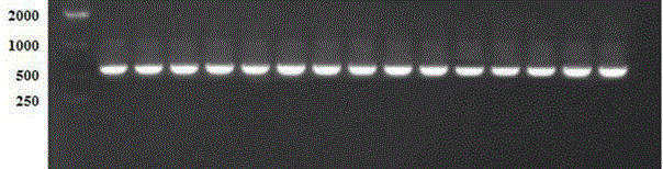 An indirect ELISA kit for detecting antibodies against Haemophilus parasuis