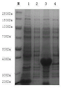 An indirect ELISA kit for detecting antibodies against Haemophilus parasuis