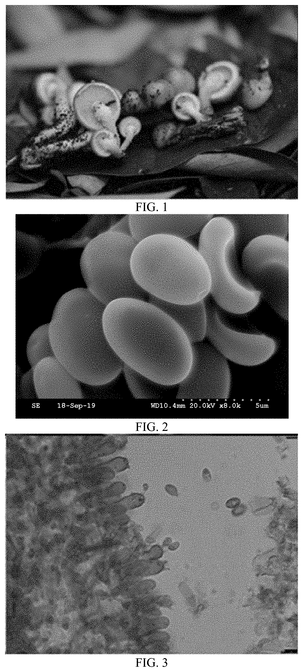 Species of Genus Pholiota and Artificial Cultivation Method and Use Thereof