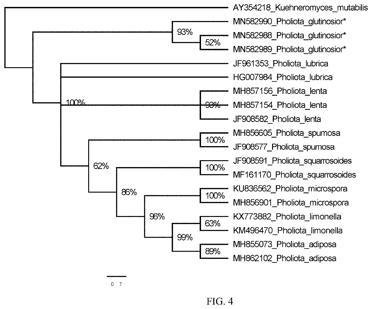 Species of Genus Pholiota and Artificial Cultivation Method and Use Thereof