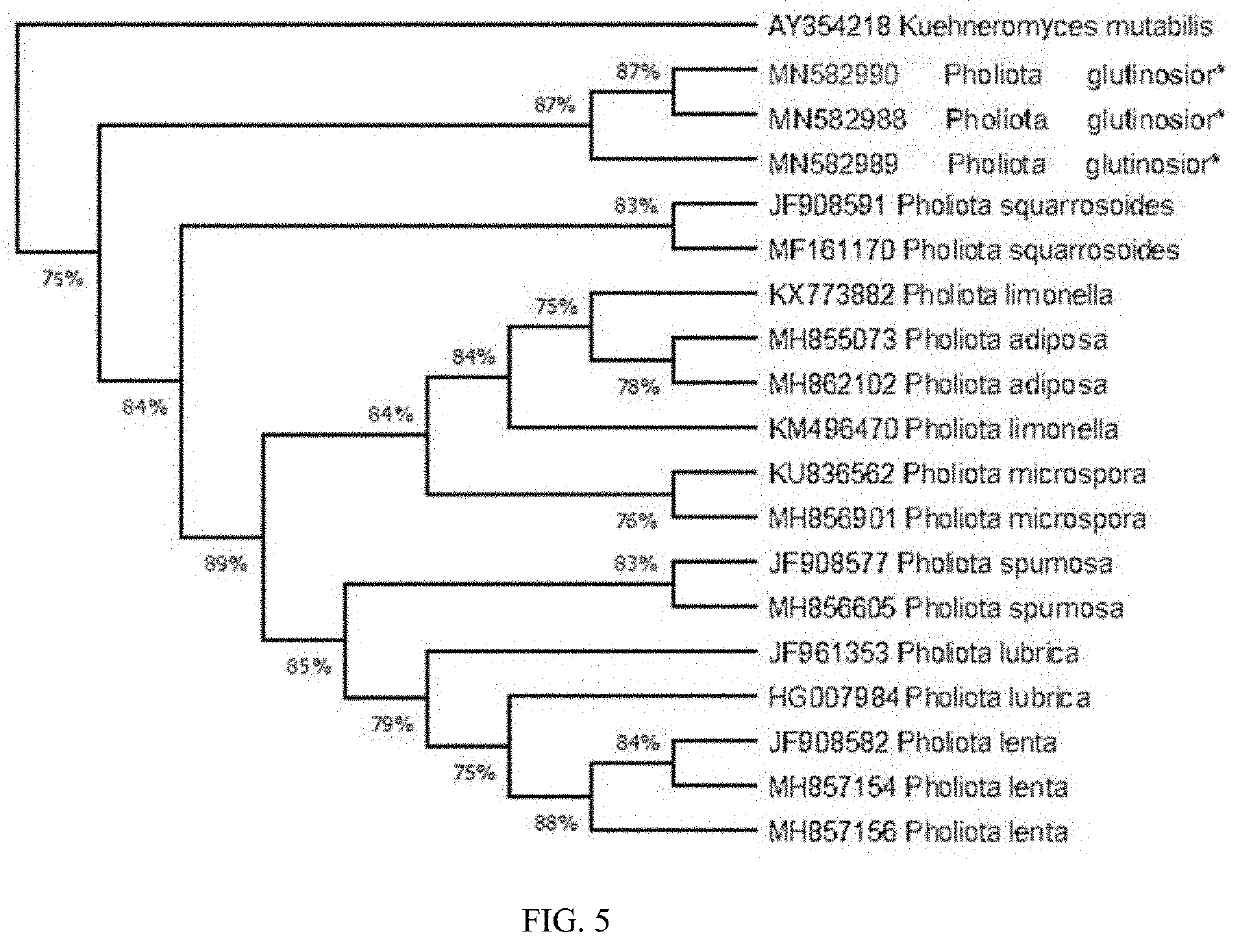 Species of Genus Pholiota and Artificial Cultivation Method and Use Thereof