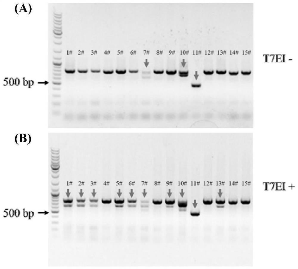 A method and application of mdr1a/1b double gene knockout