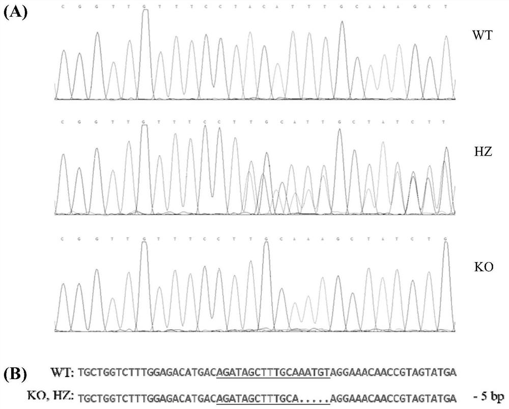 A method and application of mdr1a/1b double gene knockout