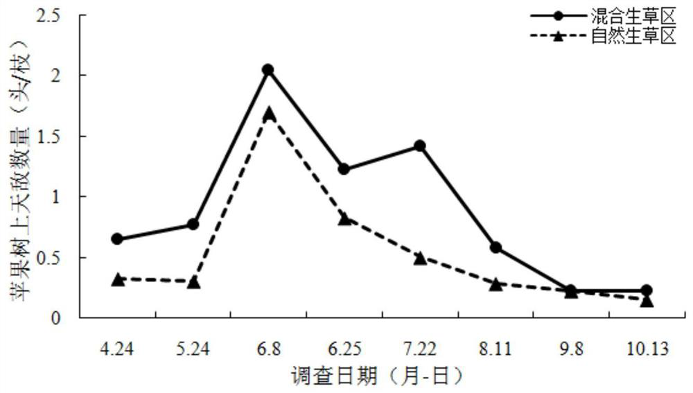 A method of mixing grasses in apple orchards to attract natural enemies for breeding and control apple pests