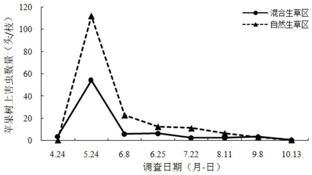 A method of mixing grasses in apple orchards to attract natural enemies for breeding and control apple pests