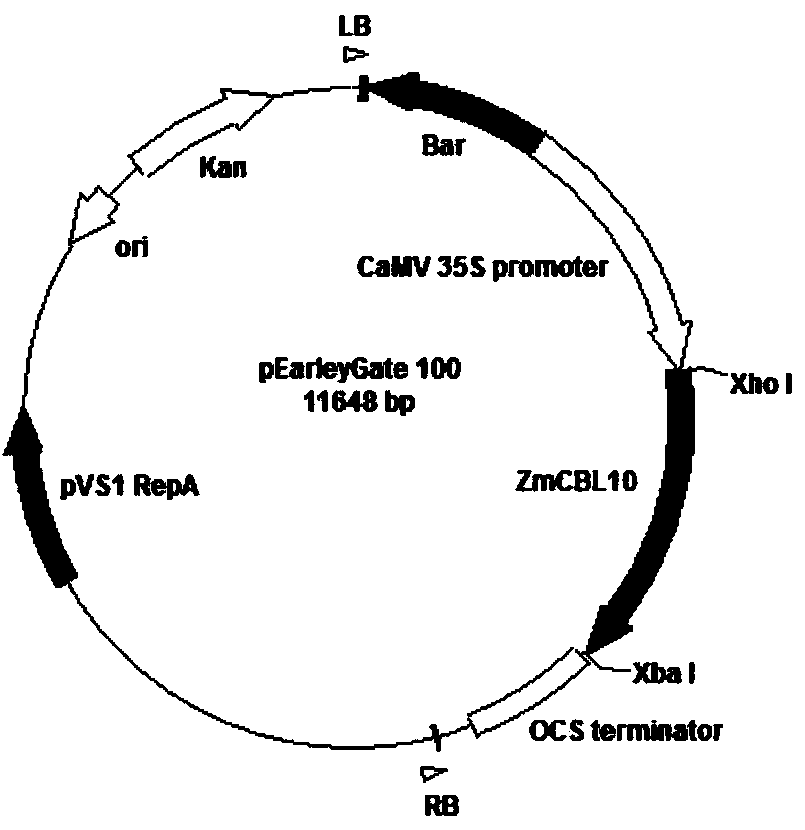 Maize calcineurin B albuminoid ZmCBL10 gene and applications thereof