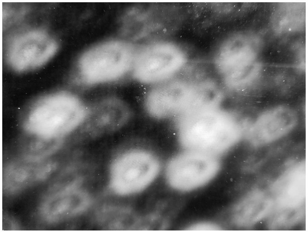 Graphene concentrated polymer glue and its preparation method and application