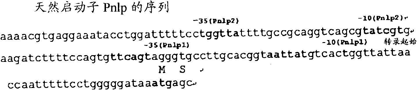 An L-amino acid-producing bacterium and a method for producing an L-amino acid