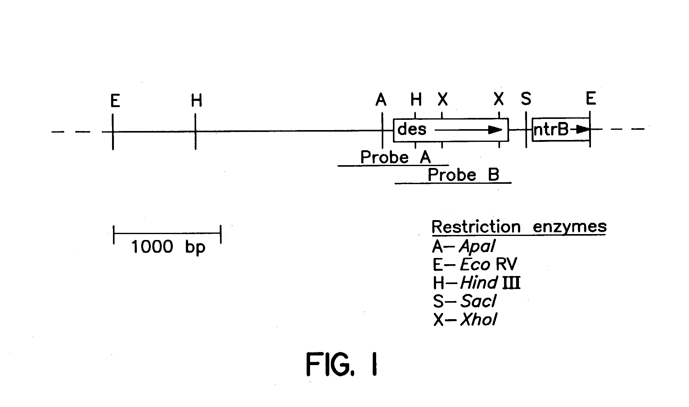 Method of screening anti-mycobacterial molecules