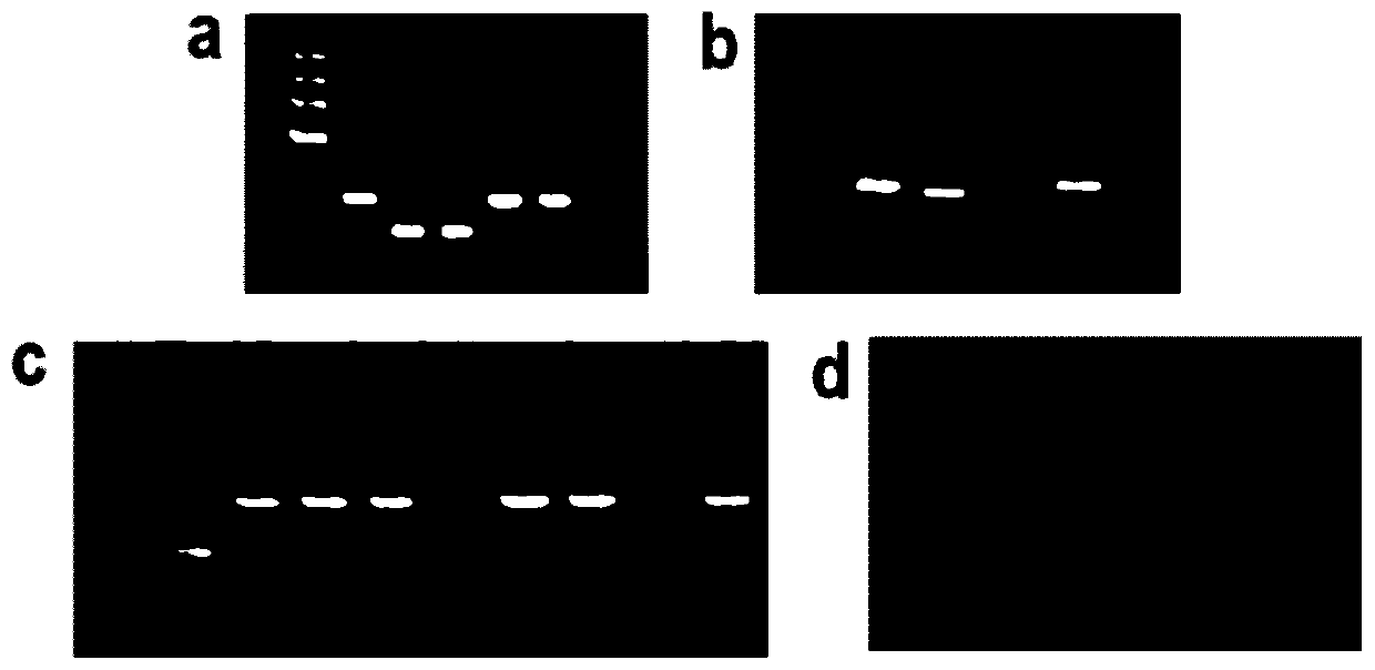 lncRNA lnc12 and application thereof in regulation of development of adventitious roots of poplar