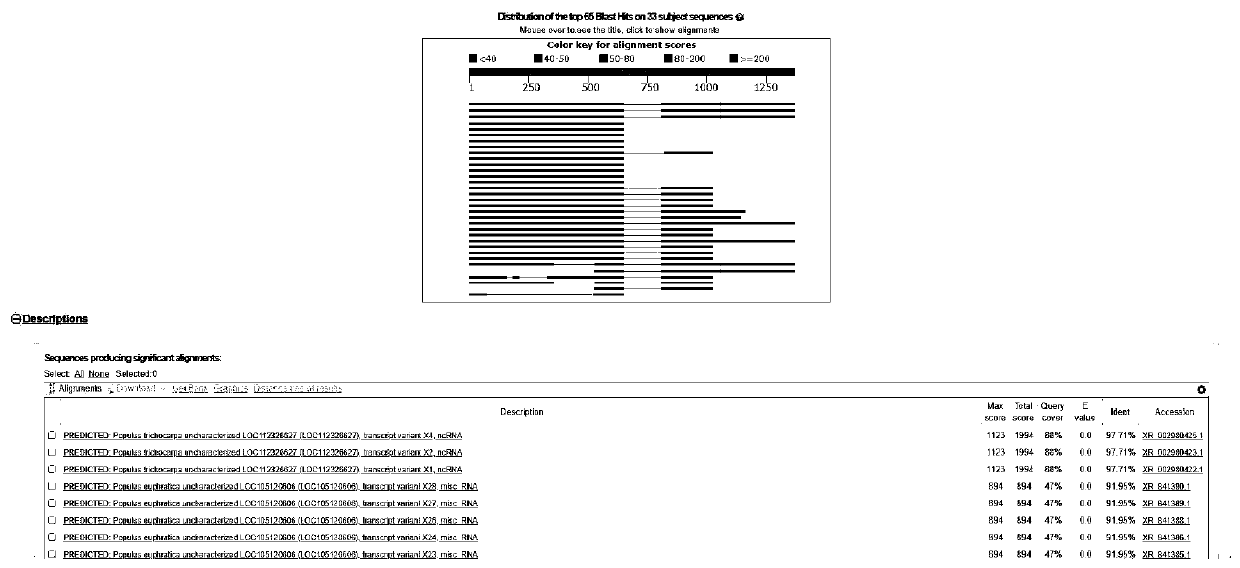 lncRNA lnc12 and application thereof in regulation of development of adventitious roots of poplar