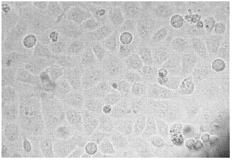 Method for synthesizing anticancer compound Na4Bi2Mn2W20C6H84N4O105