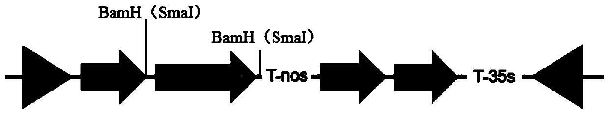 Corn gene ZmLIP2 and application thereof