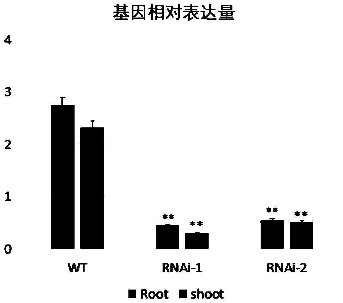 Corn gene ZmLIP2 and application thereof