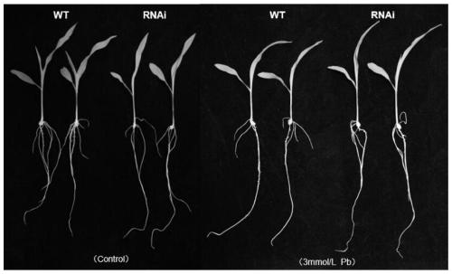 Corn gene ZmLIP2 and application thereof