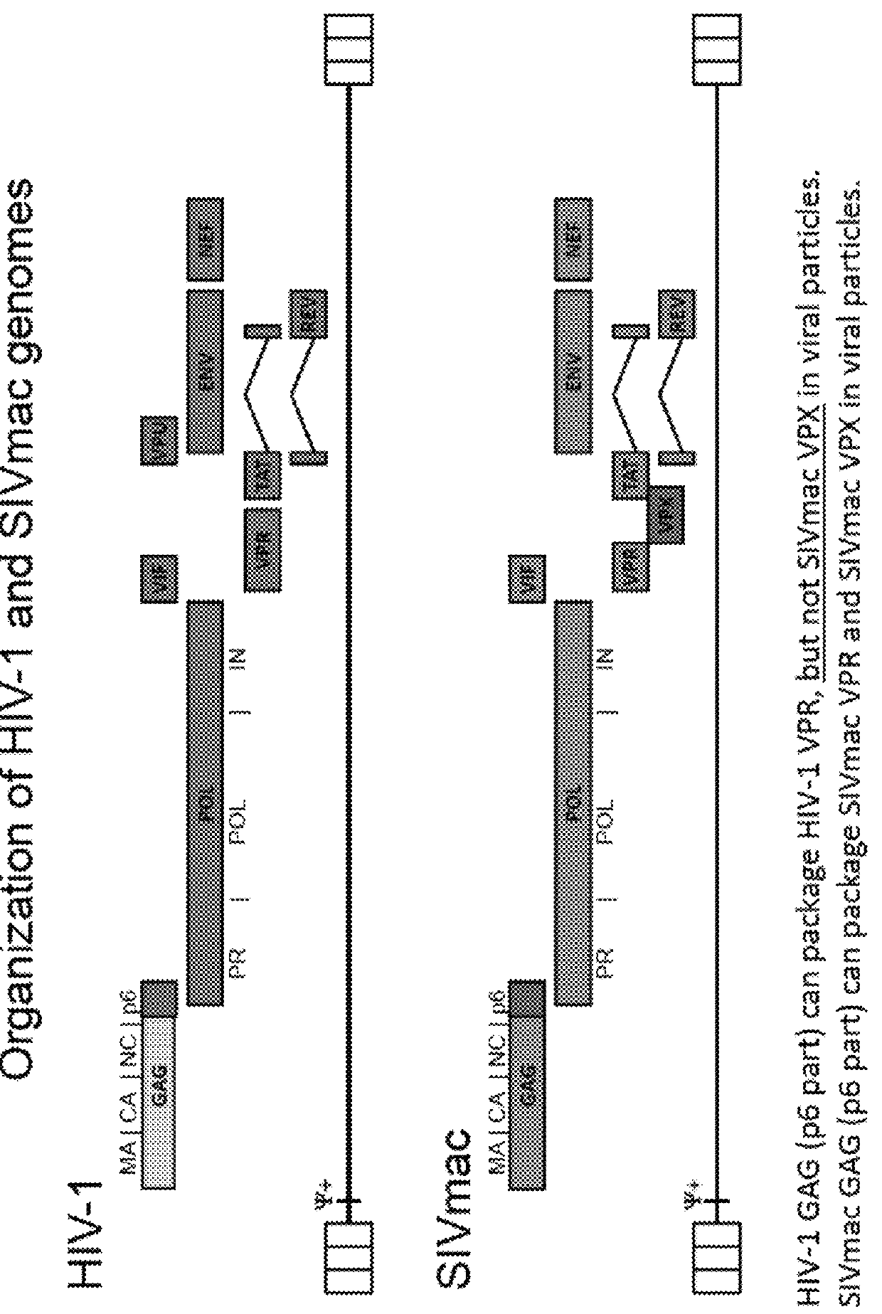 Methods, agents and peptides for inducing an innate immune response in HIV vaccination