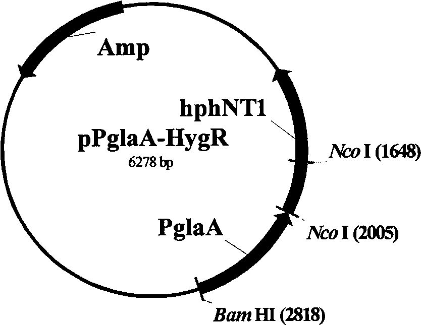 Method for breeding high-yield glucoamylase industrial production strains