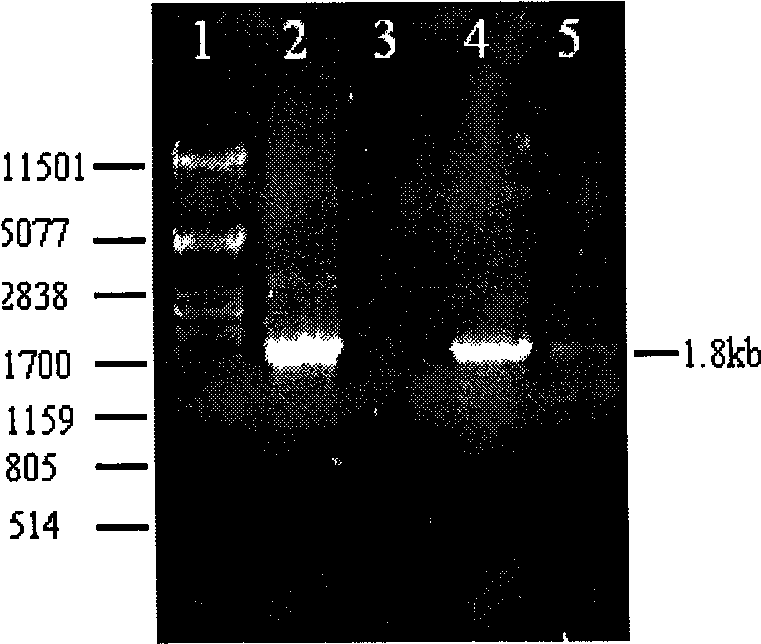 Method for breeding high-yield glucoamylase industrial production strains