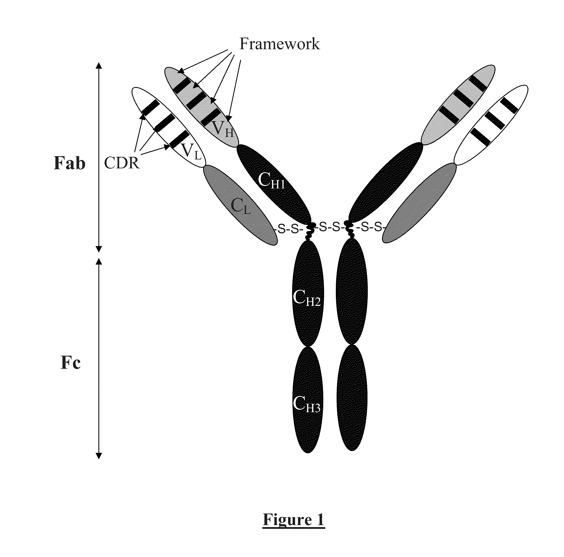 Chimeric Anti-ricin antibody