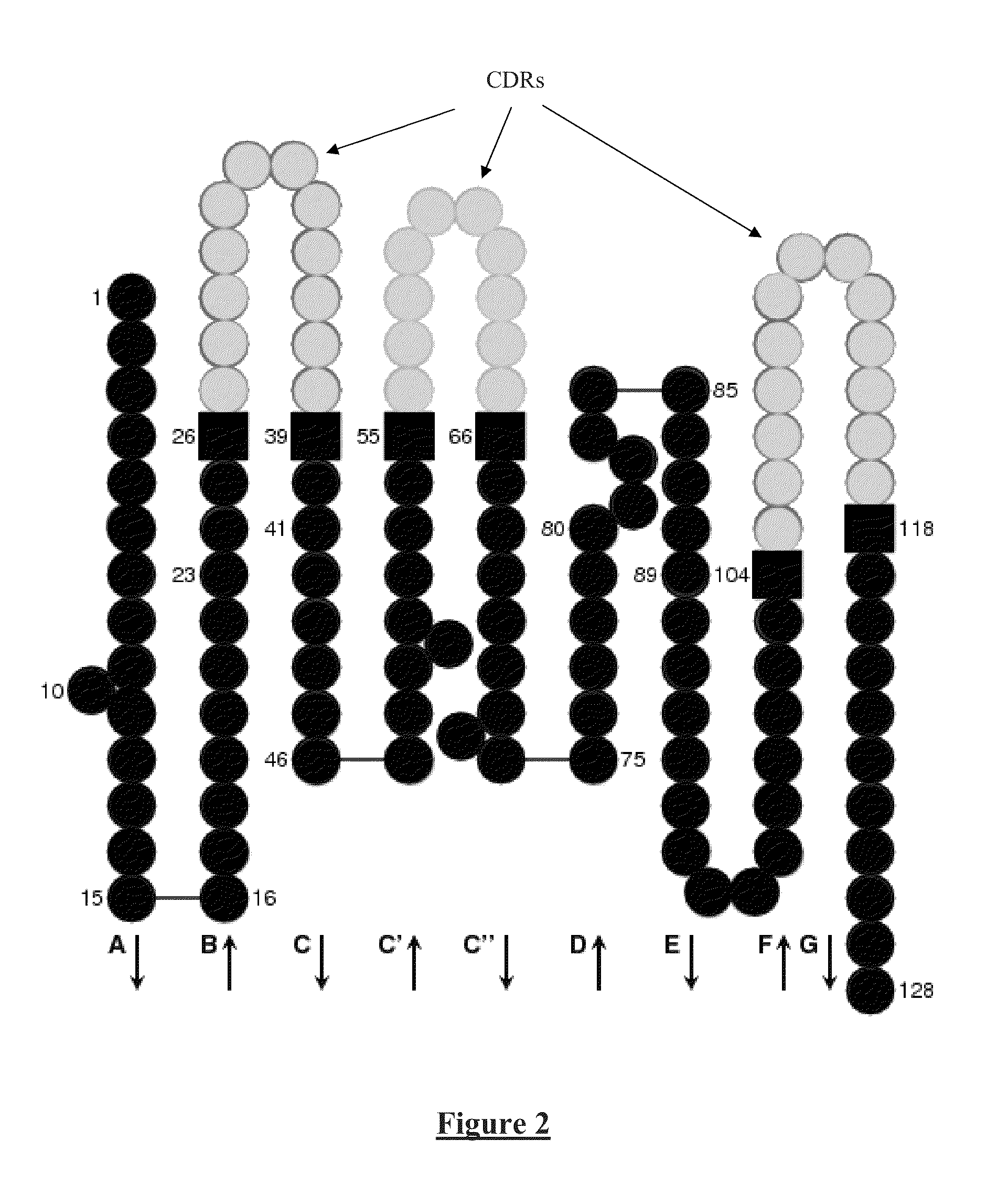 Chimeric Anti-ricin antibody