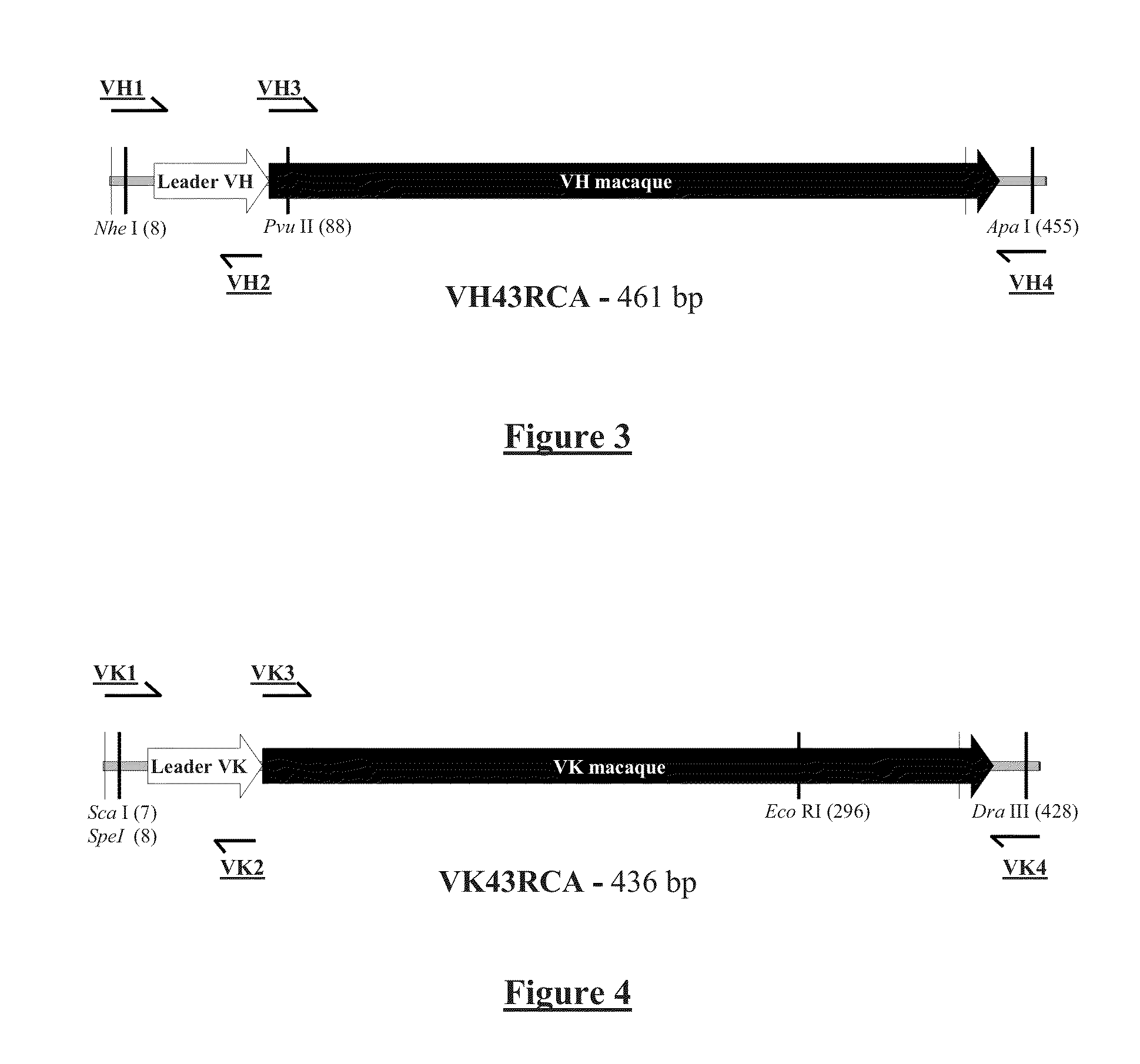 Chimeric Anti-ricin antibody