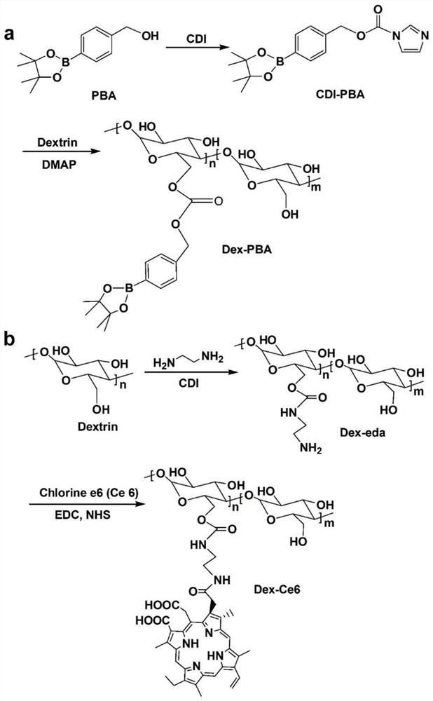 Preparation for enhancing hypoxic tumor photodynamic therapy and preparation method and application of preparation