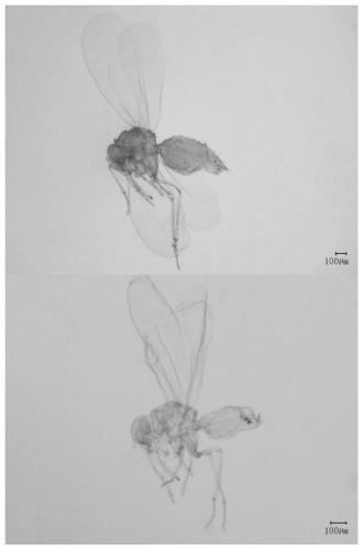 Bemisia tabaci AsiaII3 hidden species transient receptor ion channel gene specific probe and application thereof