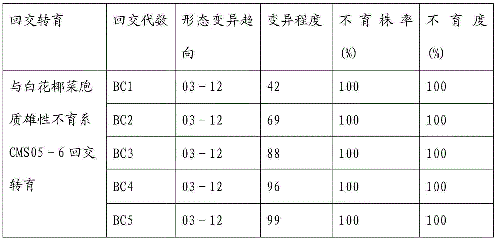 Breeding and cultivating method for early-matured, disease-resistant and loose purple cauliflowers