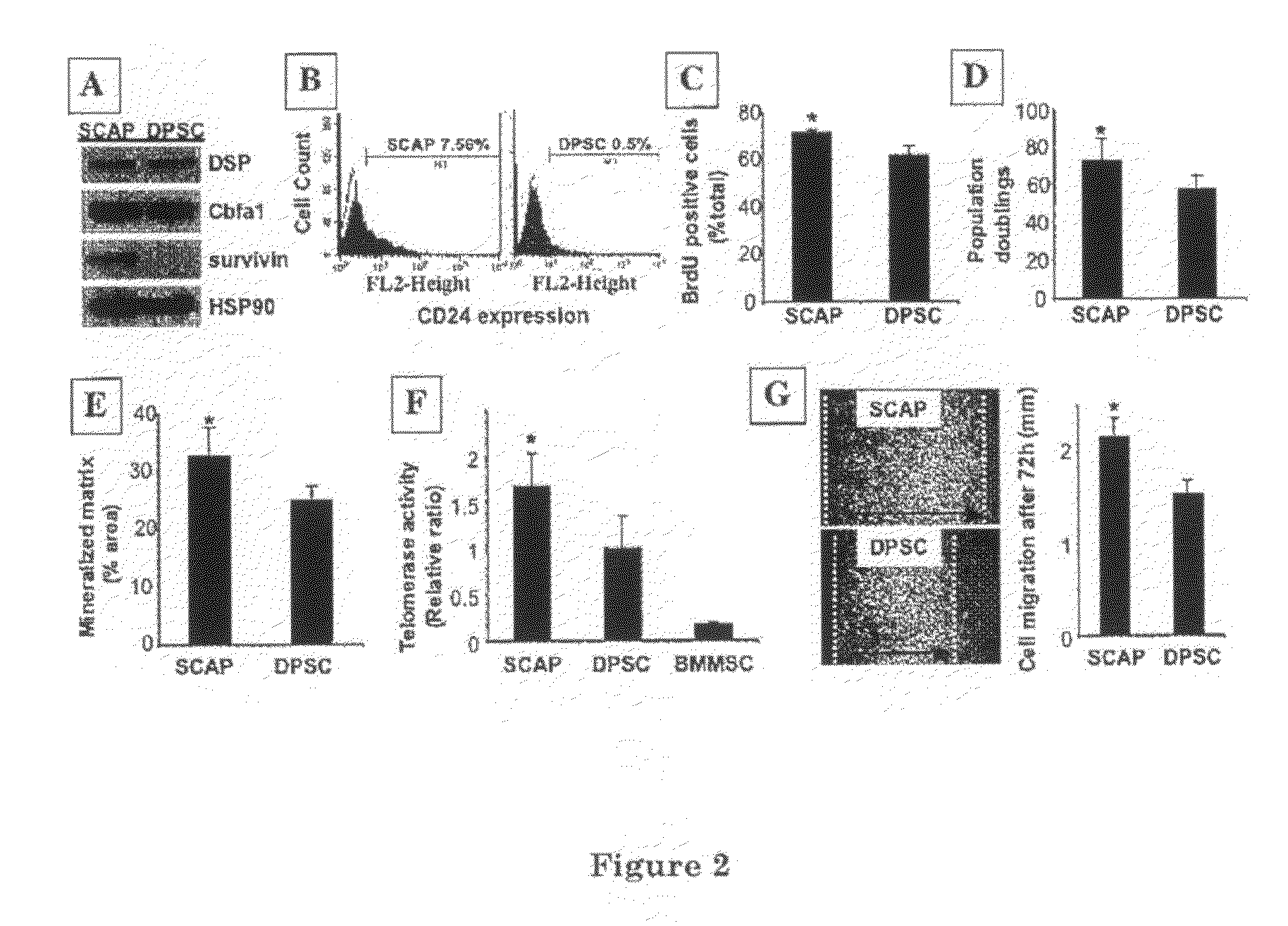 Mesenchymal Stem Cell-Mediated Functional Tooth Regeneration