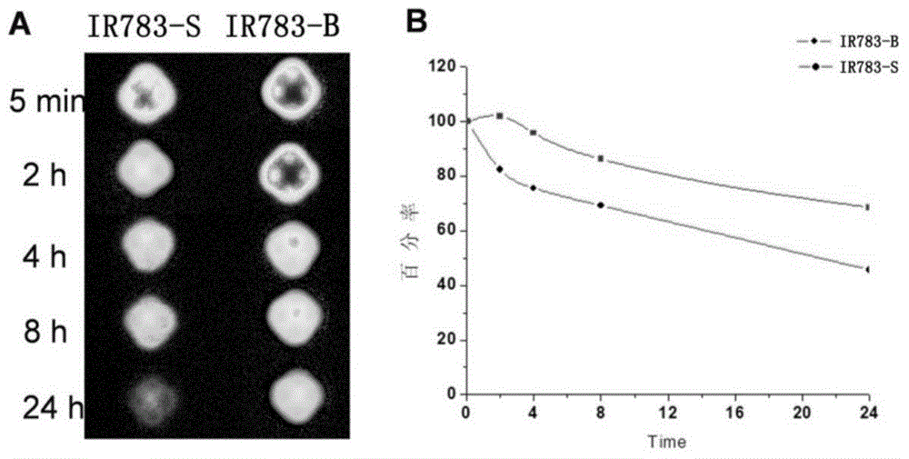 Active near infrared fluorophore as well as preparation method and application thereof