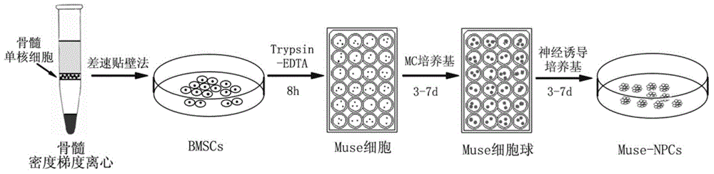 Method for inducing Muse cells in adult bone marrow into neural precursor cells (NPCs)