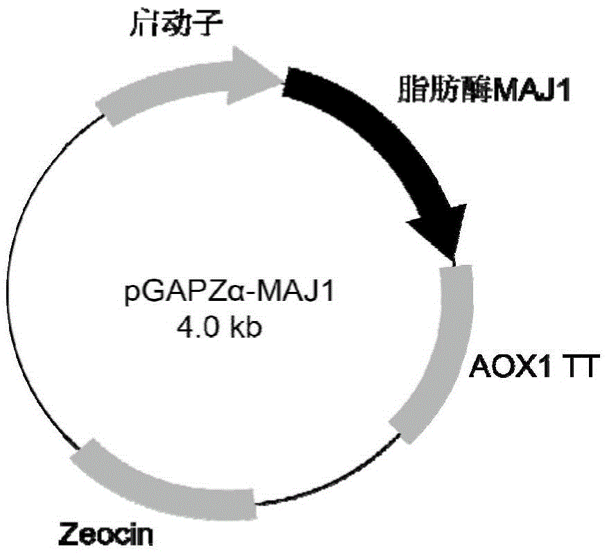 A kind of low-temperature partial glyceride lipase derived from marine microorganisms and its application